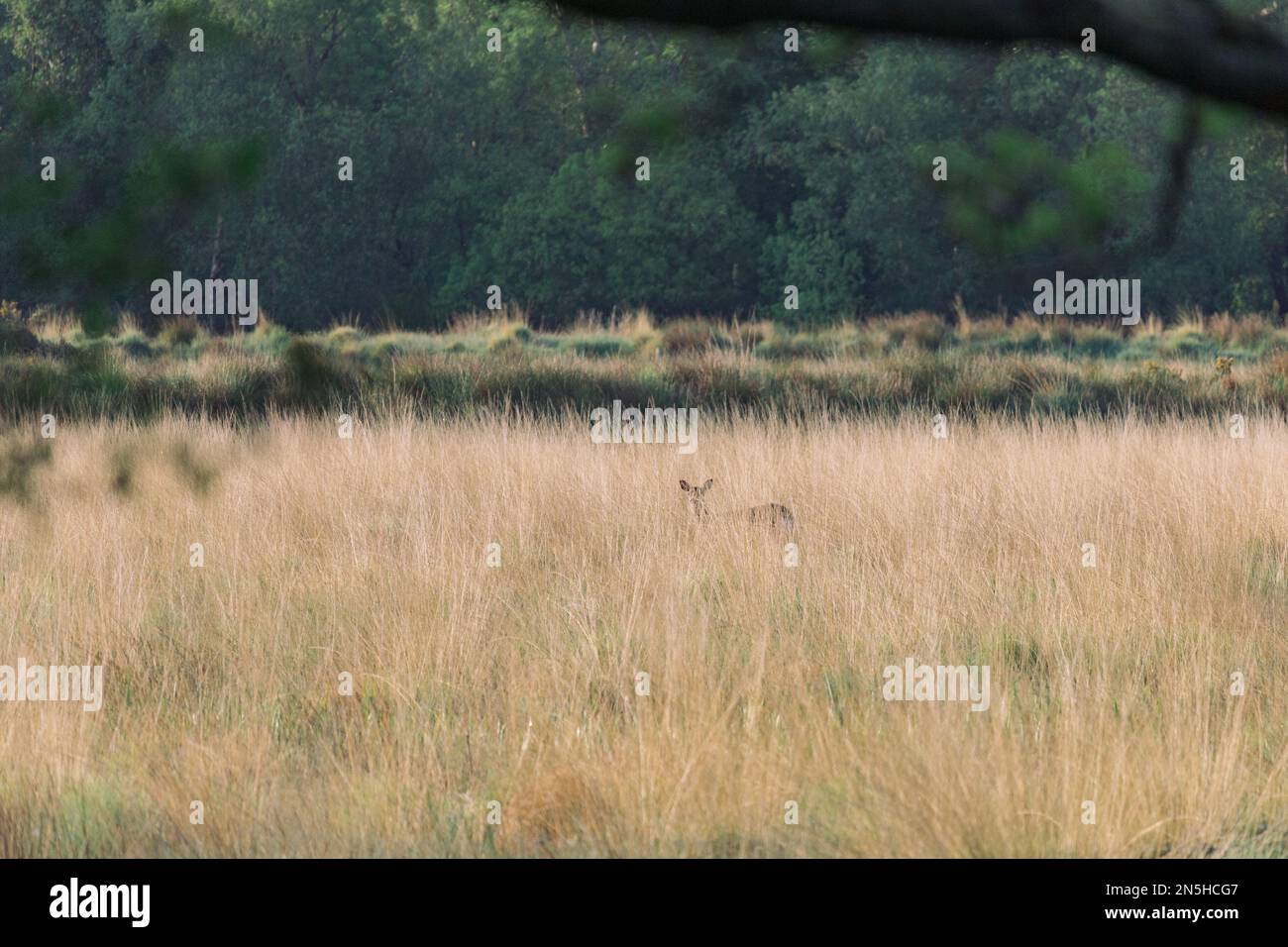 Camouflage de cerf dans une grande herbe brune et verte dans une zone forestière Banque D'Images