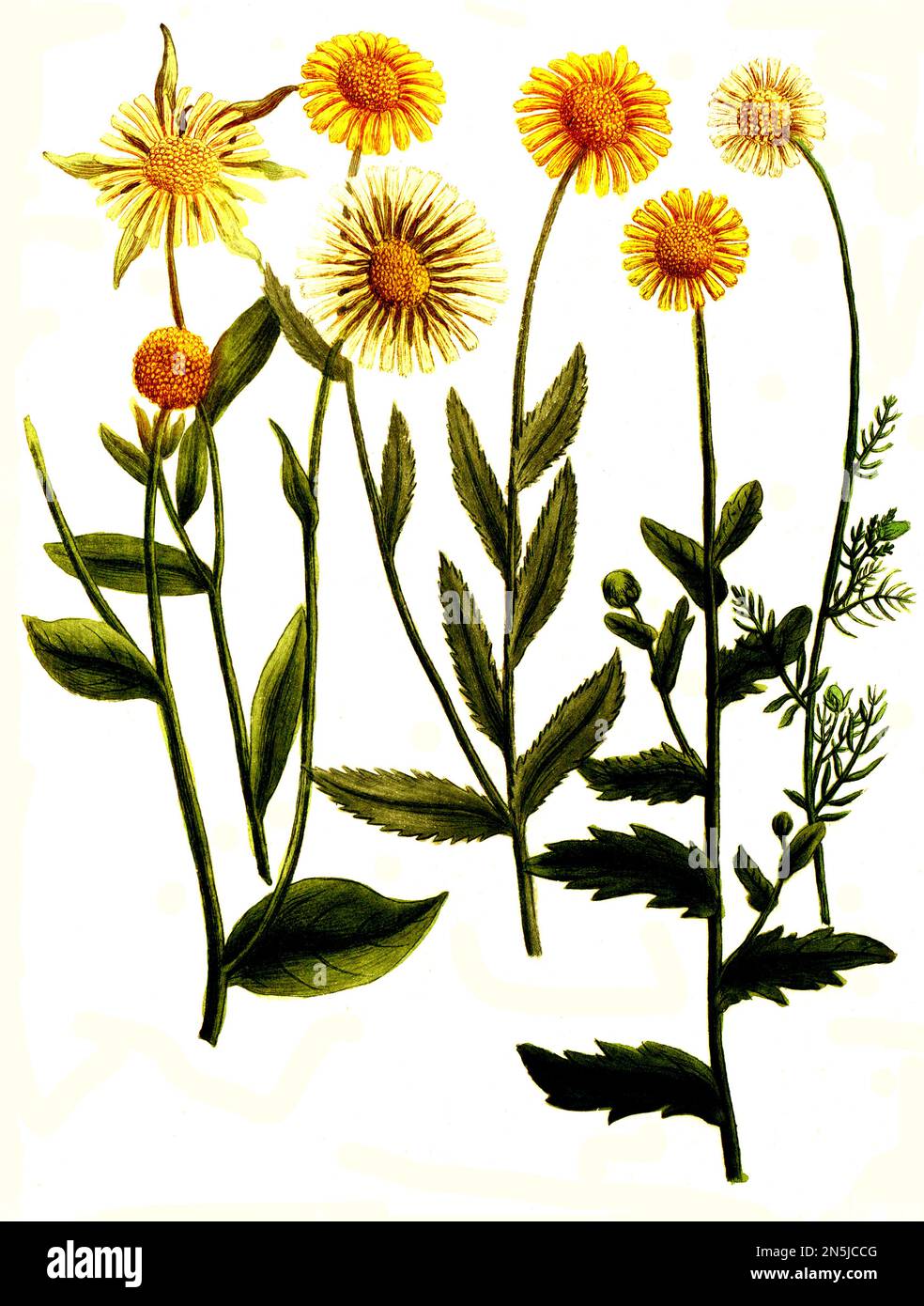 Botanik, Pflanze, Chrysanthemum, Arten verschiedene, asteris, Latifolium, lutéum, segetum, flavum, Historisch, Digital restaurierte Reproduktion von einer Vorlage aus dem 18. Jahrhundert Banque D'Images