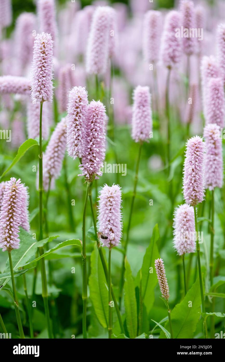 Persicaria bistorta, libellule, bistorts, rhizomatous vivace, petites fleurs rose pâle Banque D'Images