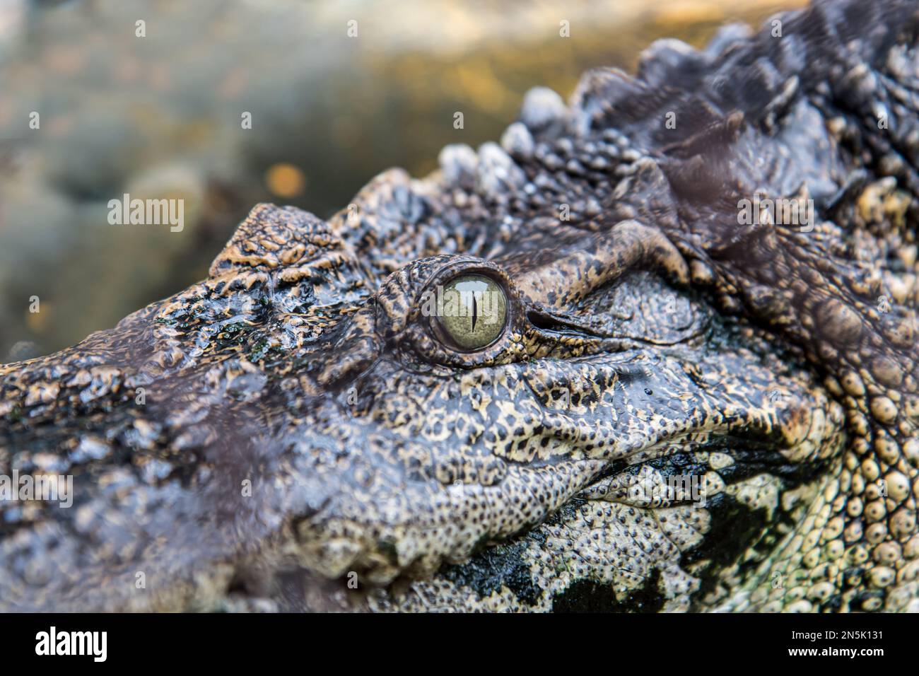 la vue de la tête de crocodile Banque D'Images
