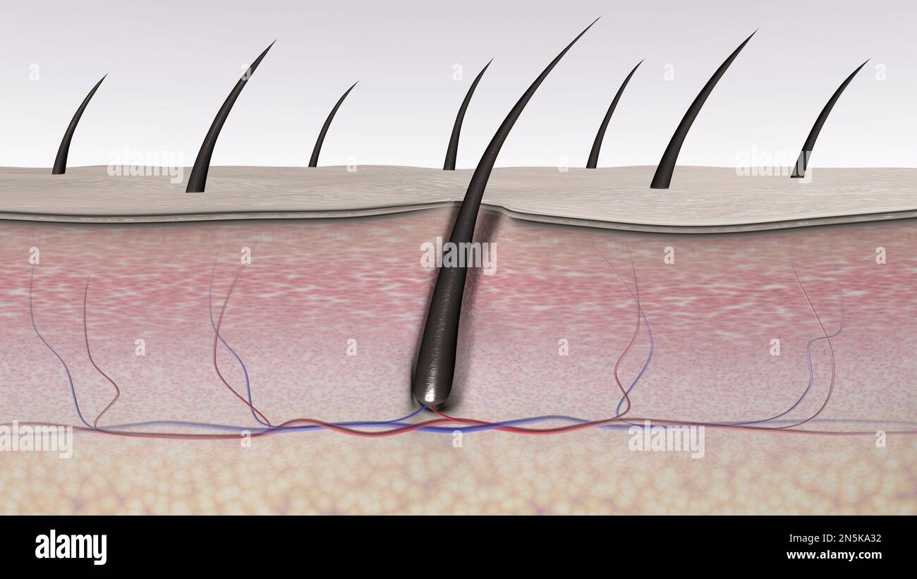 Coupe transversale des tissus de la peau et du follicule pileux. 3d illustration rendue Banque D'Images