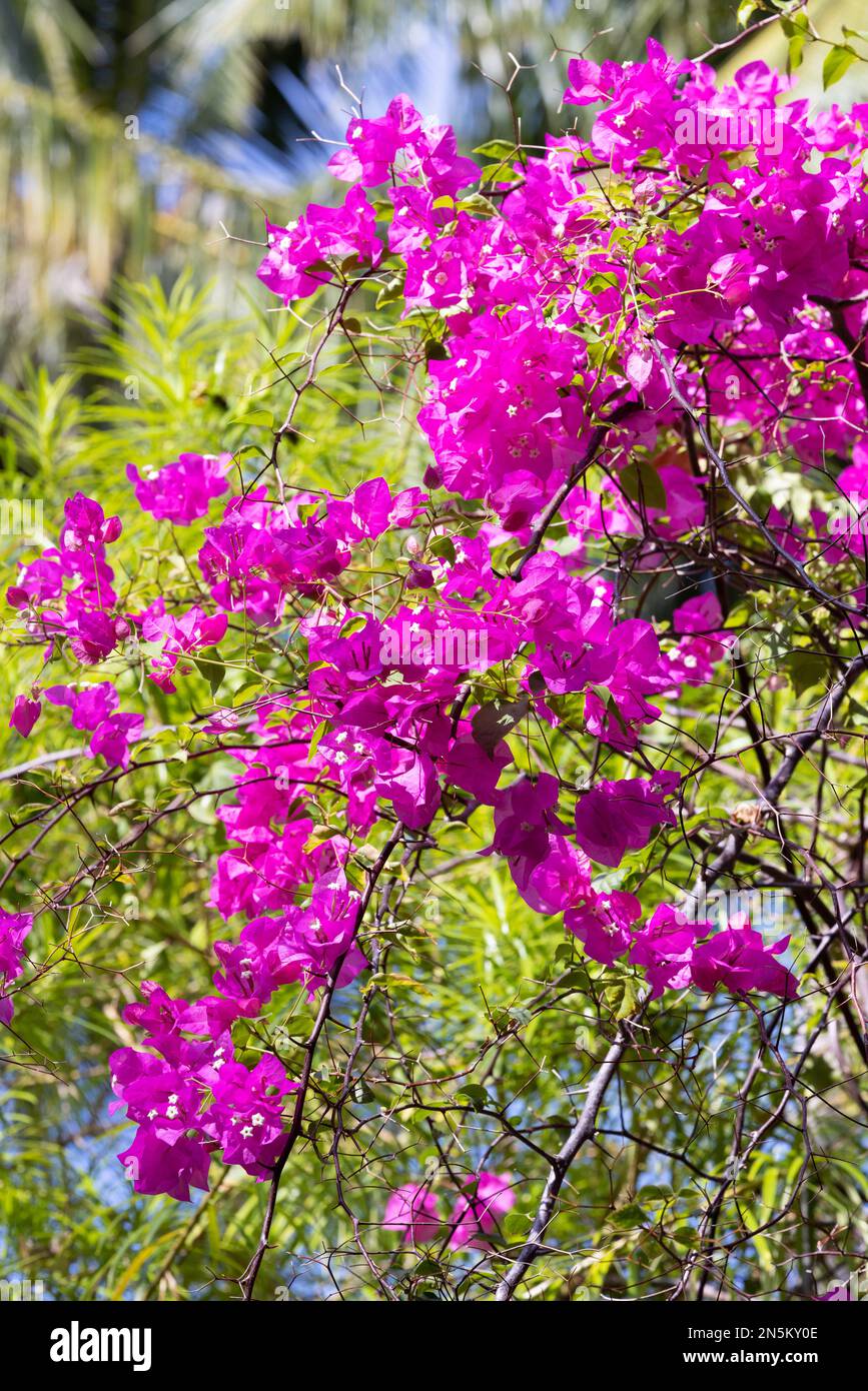 Arbuste rose Bougainvillea spectabilis en pleine fleur, avec des fleurs roses profondes, floraison sous les tropiques; les Maldives Banque D'Images