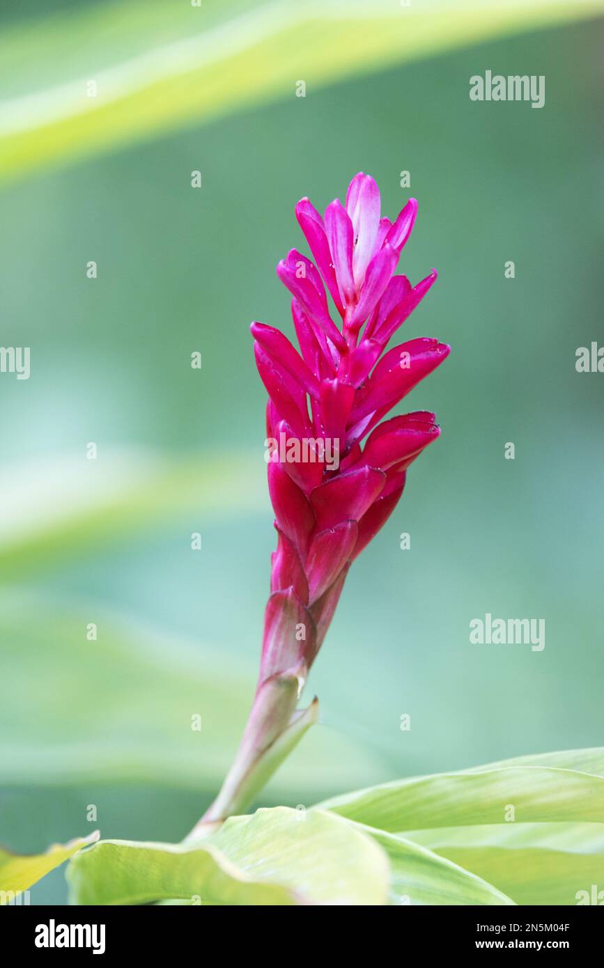 Alpinia purpurata fleurs, alias. Red Ginger, Pink Cone Ginger et Ostrich Plume fleur - originaire de Malaisie, floraison dans les Maldives tropicales Banque D'Images