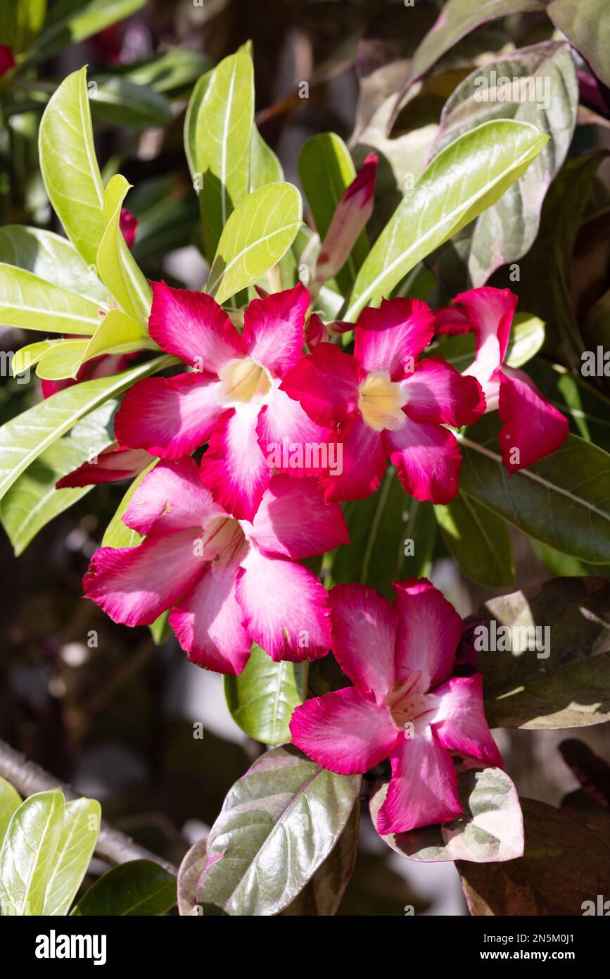 Fleurs tropicales rouges d'Adenium obesum, alias Desert Rose, Mock Azalea et Impala Lily; floraison aux Maldives Banque D'Images Fleurs tropicales rouges d'Adenium obesum, alias Desert Rose, Mock Azalea et Impala Lily; floraison aux Maldives Banque D'Images