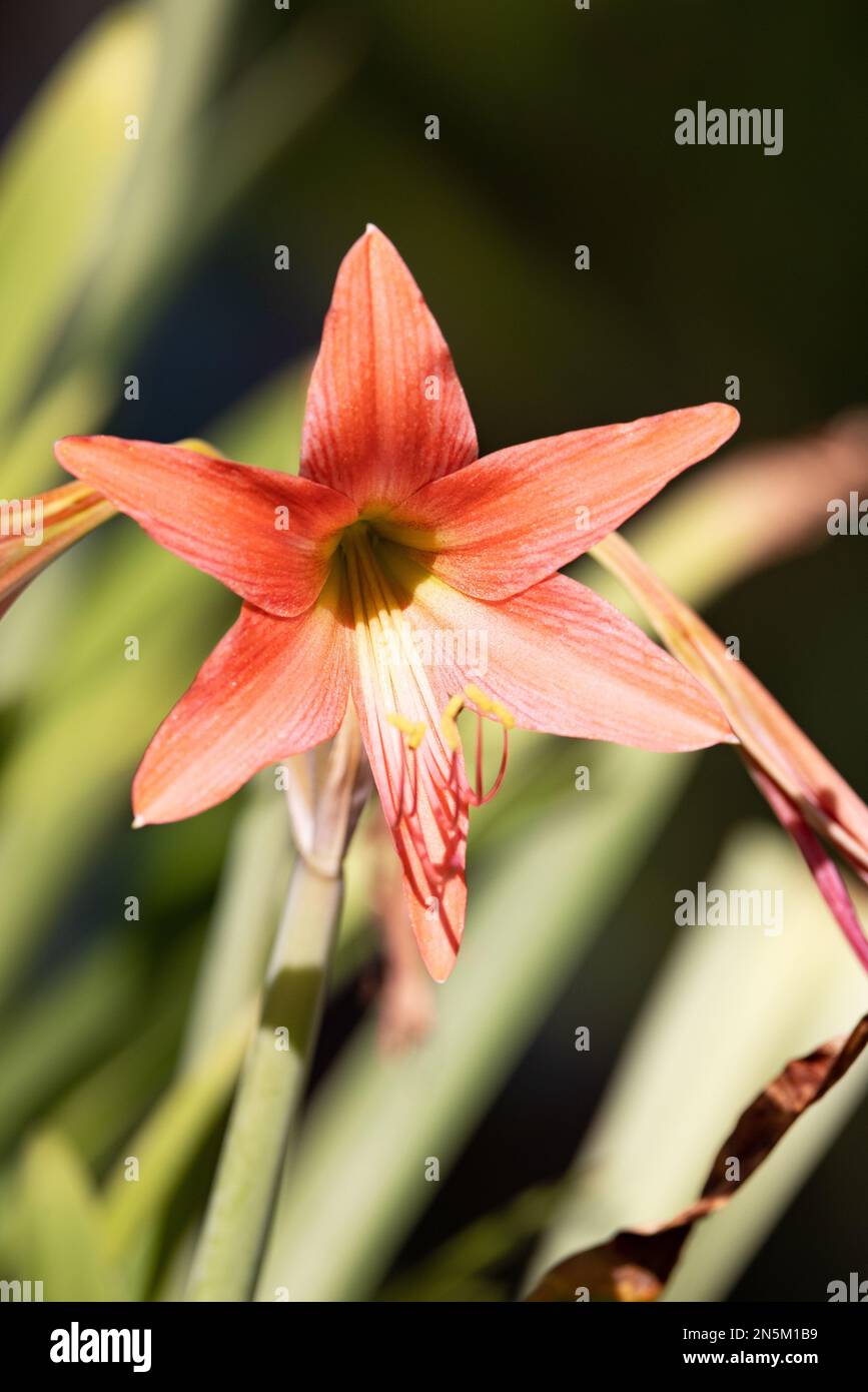 Grande fleur tropicale rouge d'Hippeastrum, dans la famille Amaryllis, ces fleurs fleurissent aux Maldives en Asie Banque D'Images