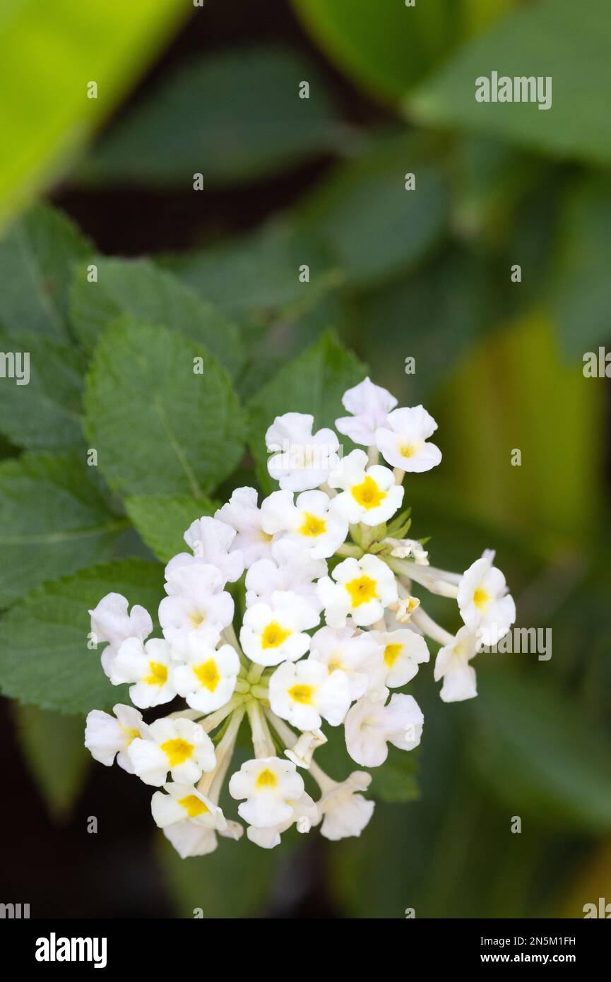 Blanc Lantana camara fleurs en croissance et floraison aux Maldives Banque D'Images Blanc Lantana camara fleurs en croissance et floraison aux Maldives Banque D'Images