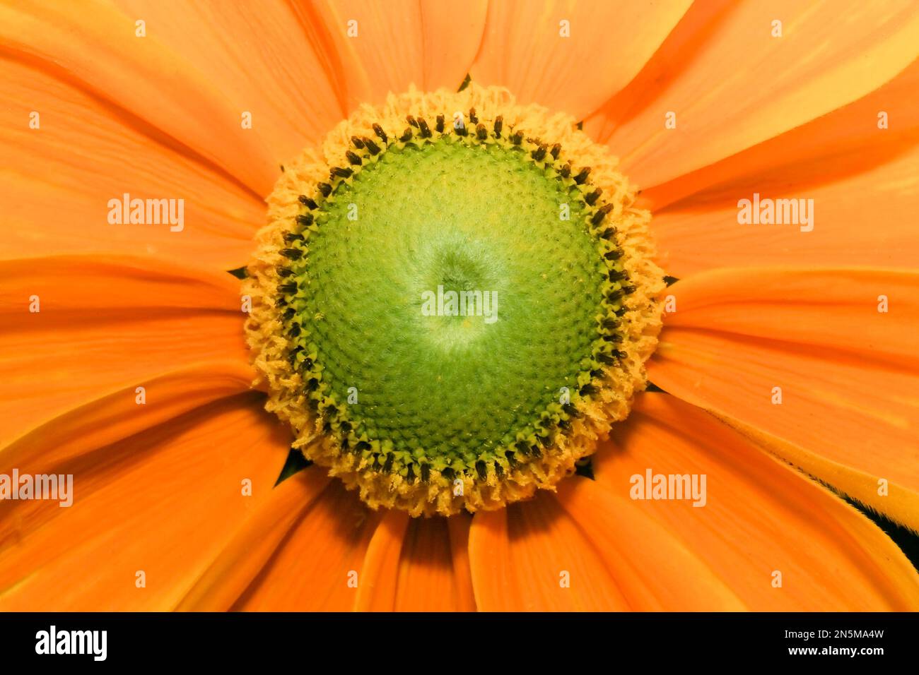 Fleur jaune avec timbre vert Banque D'Images Fleur jaune avec timbre vert Banque D'Images
