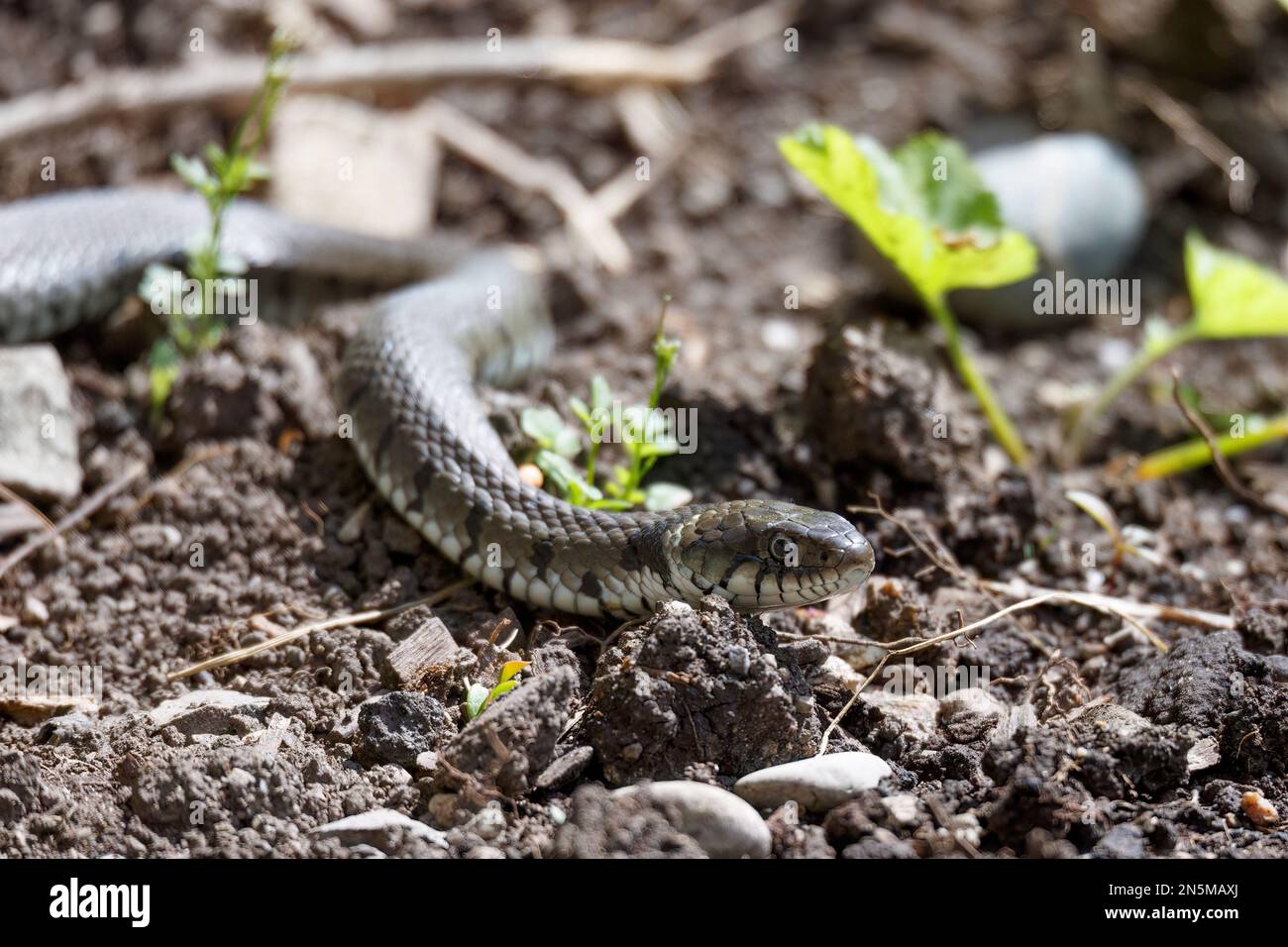 Serpent d'herbe dans le jardin domestique Banque D'Images Serpent d'herbe dans le jardin domestique Banque D'Images