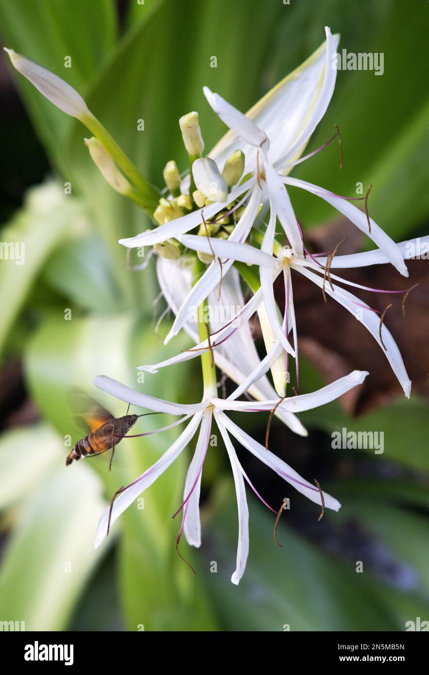 Hummingbird Moth, ou Hummingbird Hawk Moth, Macroglossum stellatarum, se nourrissant du nectar d'une fleur de lémules araignées, Crinum asiticum, Asie. Banque D'Images Hummingbird Moth, ou Hummingbird Hawk Moth, Macroglossum stellatarum, se nourrissant du nectar d'une fleur de lémules araignées, Crinum asiticum, Asie. Banque D'Images