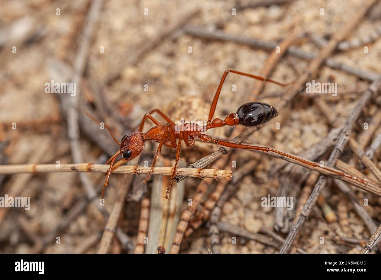 Gros plan d'une fourmi de taureau géant australien, myrmecia gratiosa, avec les yeux et les mâchoires en foyer marchant sur les brindilles et regardant au-dessus du bord du nid d'ant Banque D'Images