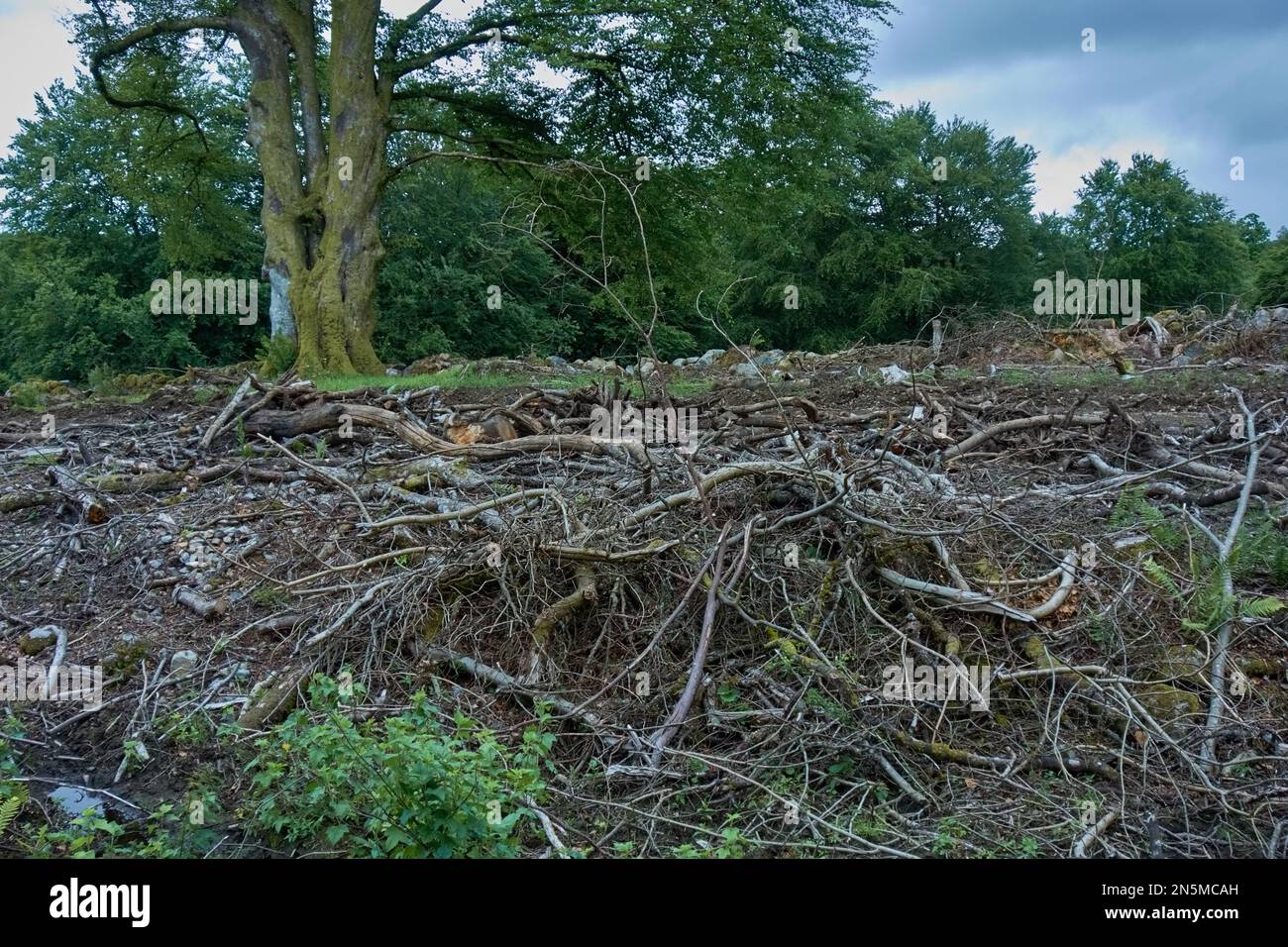 Désordre de bois de brushwood et branches inutilisables d'arbre laissés dans un bois après l'abattage d'arbre, Écosse. Banque D'Images