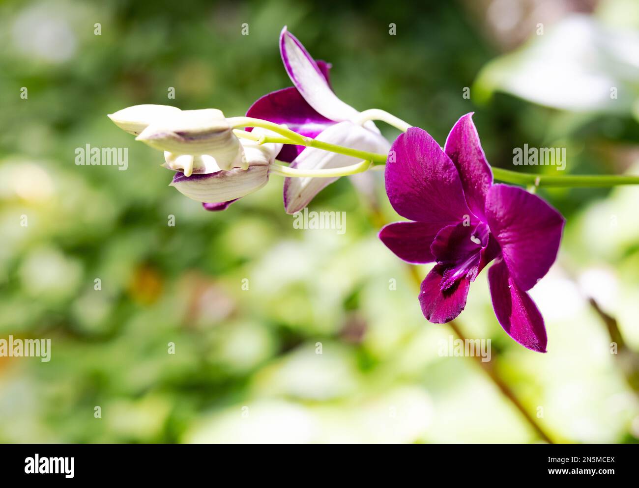 Fleurs d'orchidées; orchidée pourpre Dendrobium en fleur, Maldives Banque D'Images Fleurs d'orchidées; orchidée pourpre Dendrobium en fleur, Maldives Banque D'Images