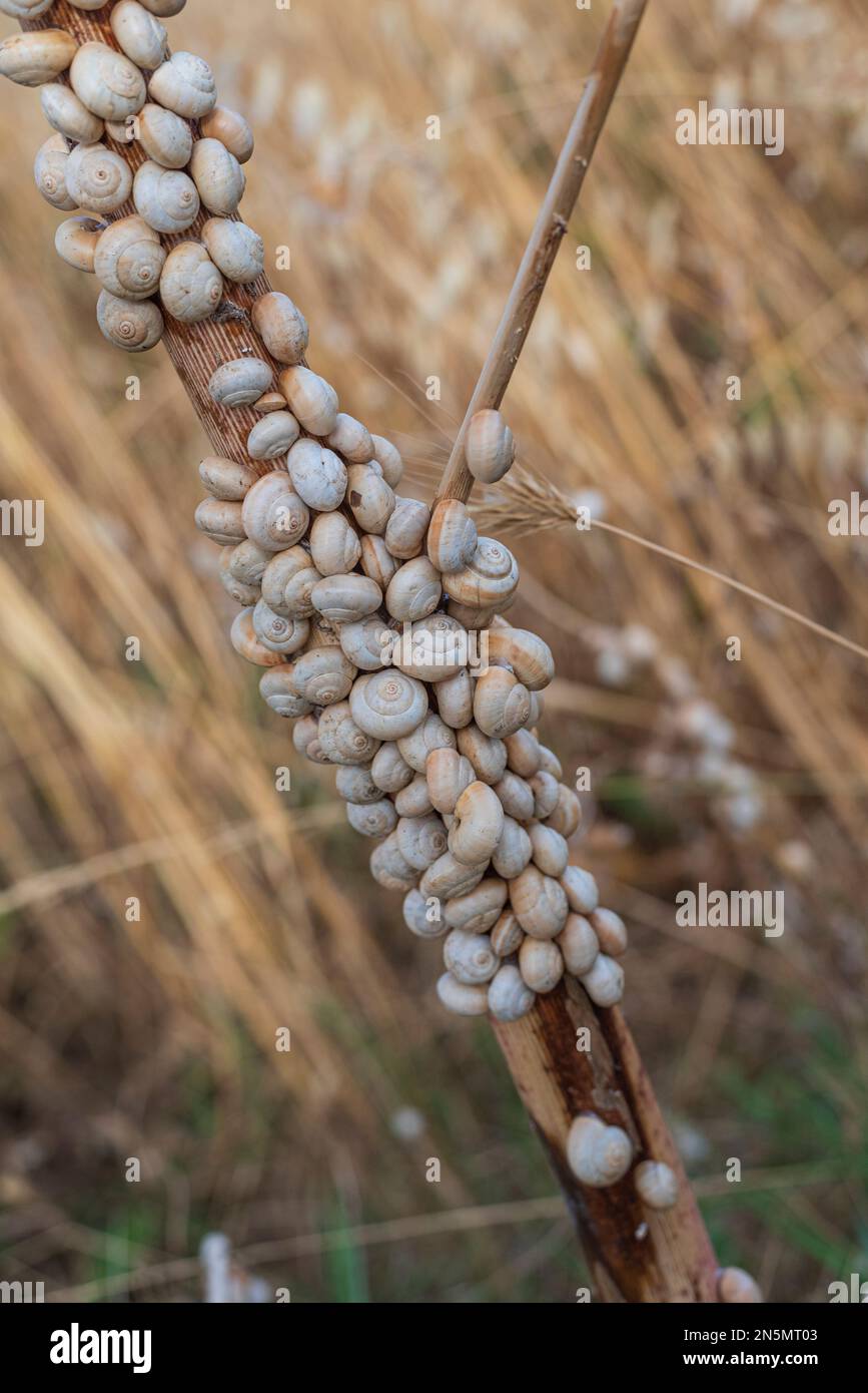 Regroupement d'escargots collés à une usine dans les campagnes siciliennes, en Italie Banque D'Images