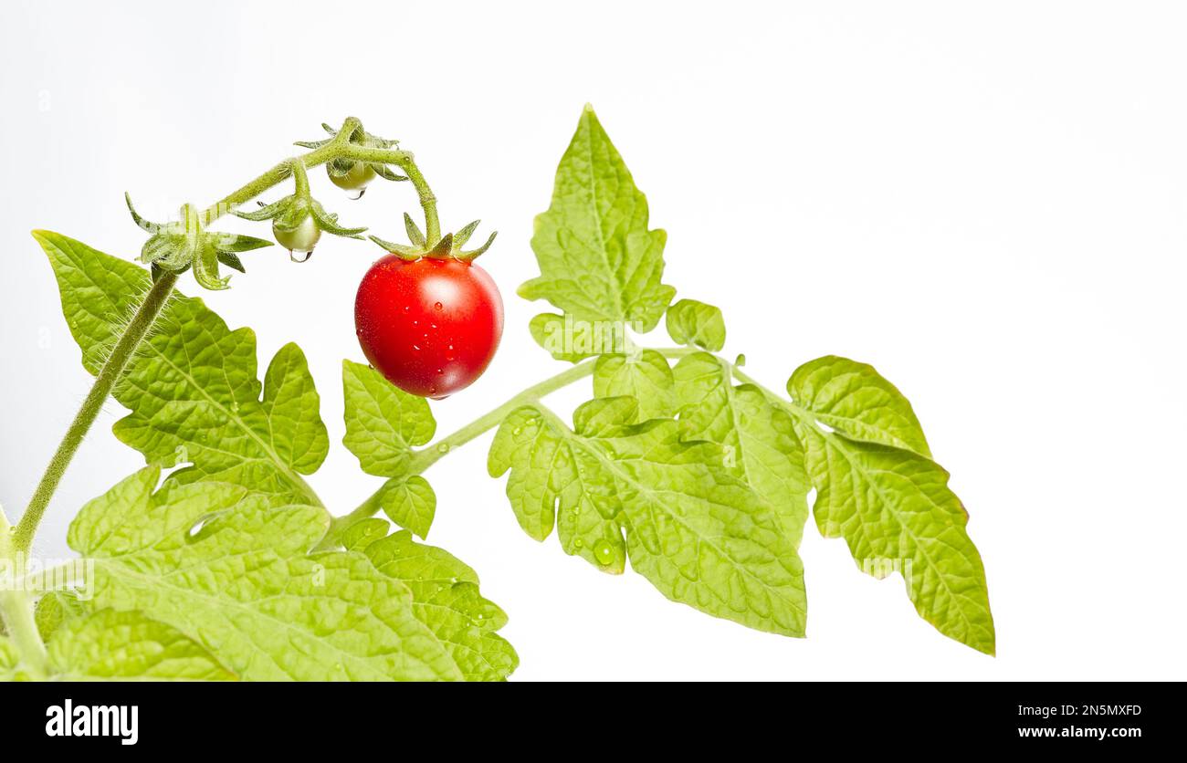 Plante de tomate isolée sur fond blanc. Semis vert de tomates rouges mûres fraîches, gros plan Banque D'Images