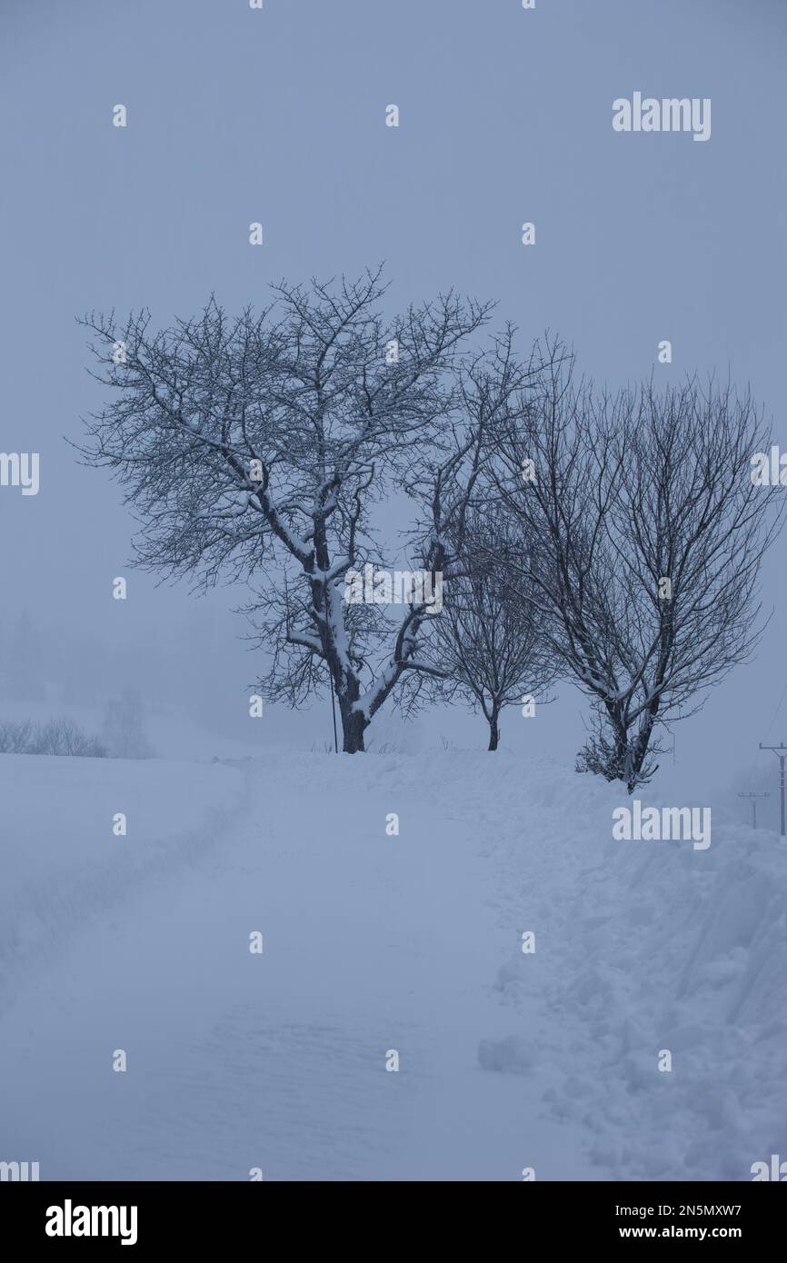 La route est couverte de neige, les arbres fruitiers se démarquent sur le fond blanc du blizzard. Banque D'Images