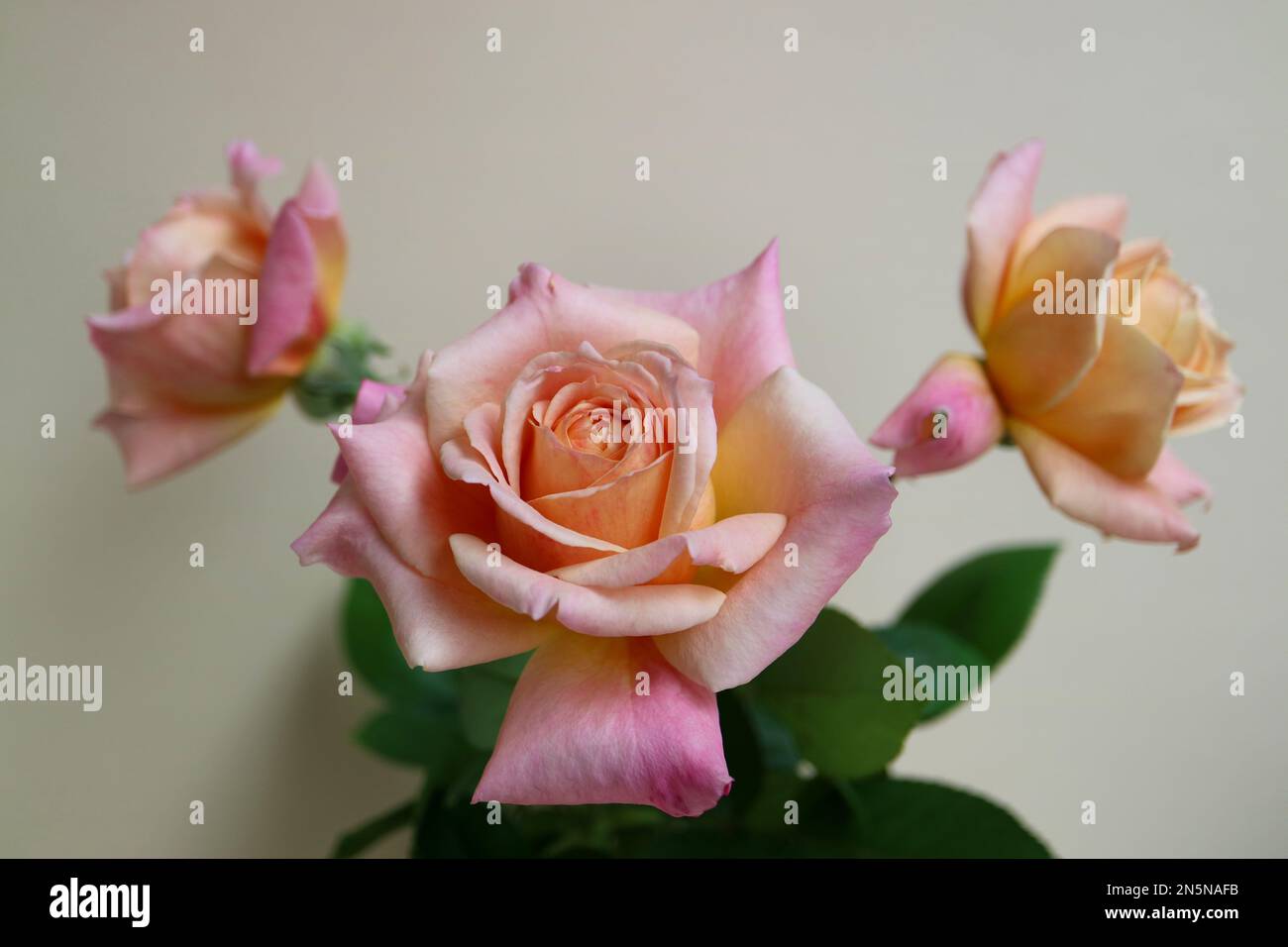 Rose aux pétales de rose beige et aux feuilles vertes, bouquet de rose colorée aux pétales délicats, macro de tête de rose, fleurs fleuries, beauté dans la nature Banque D'Images