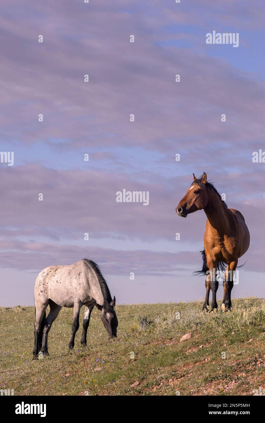 Chevaux sauvages en été dans les montagnes Pryor Montana Banque D'Images