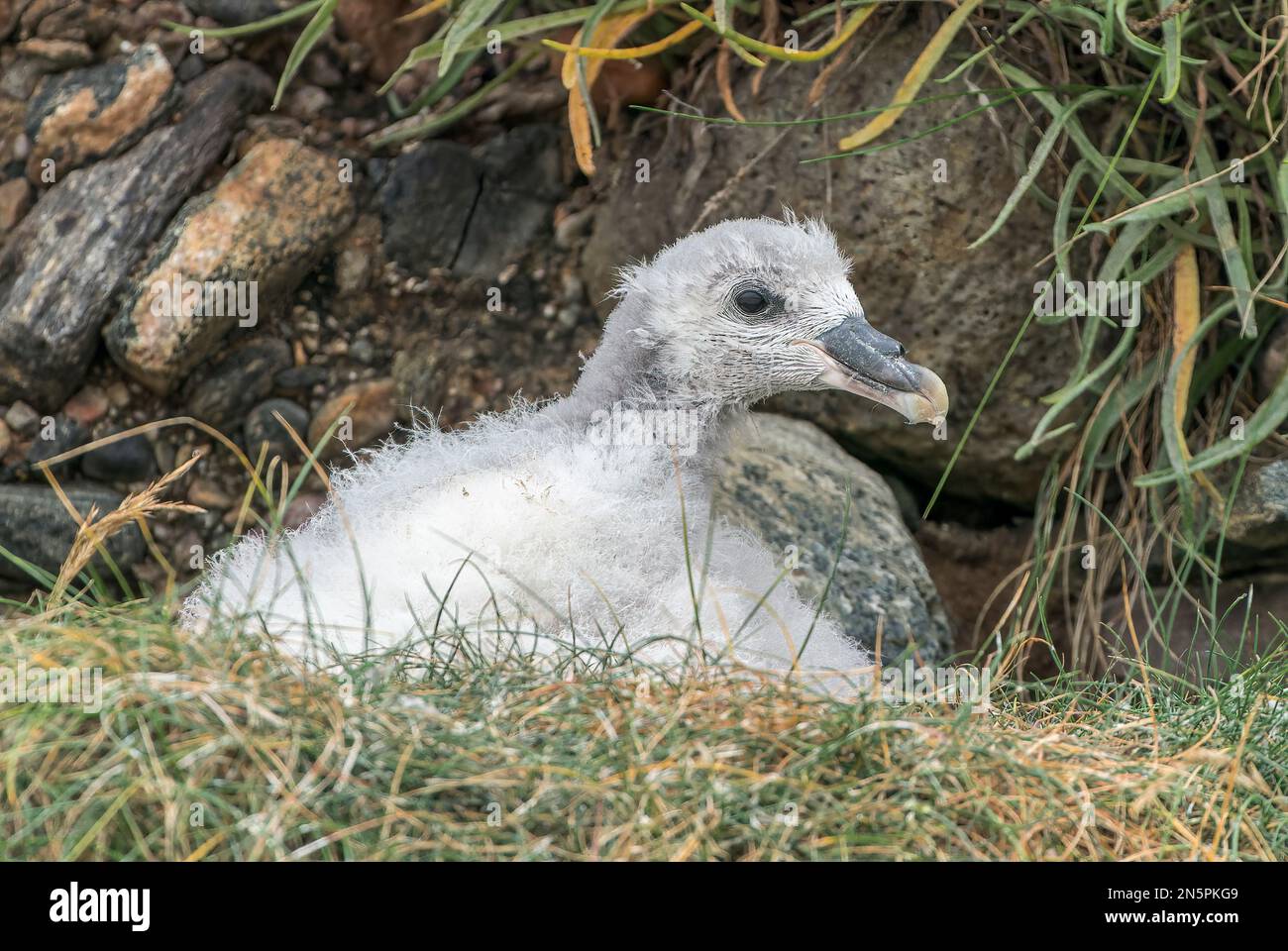 fulmar du nord, Fulmarus glacialis, poussin unique sur le nid, Écosse, Royaume-Uni Banque D'Images