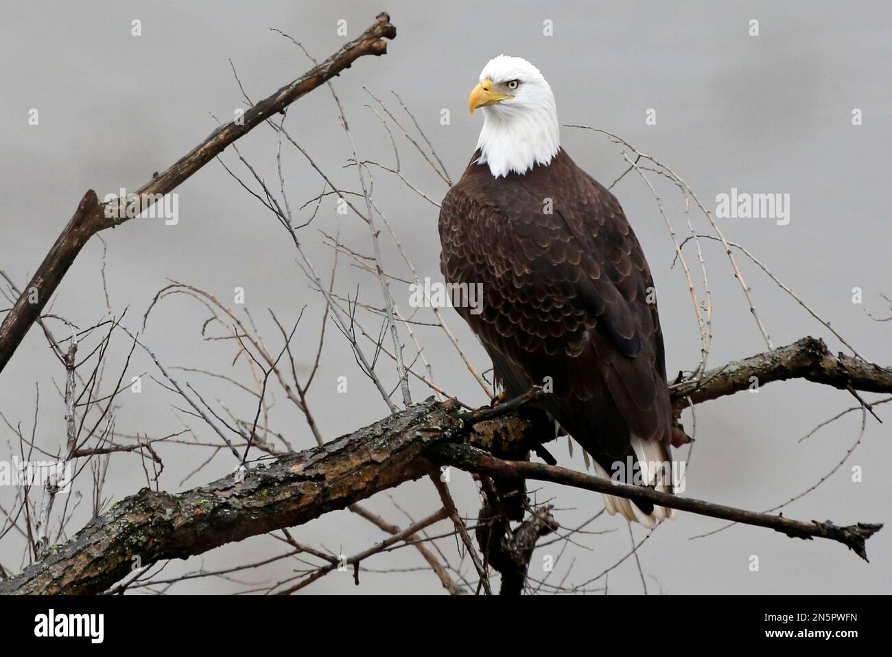 A bald eagle sits on a branch overlooking the Allegheny River on the