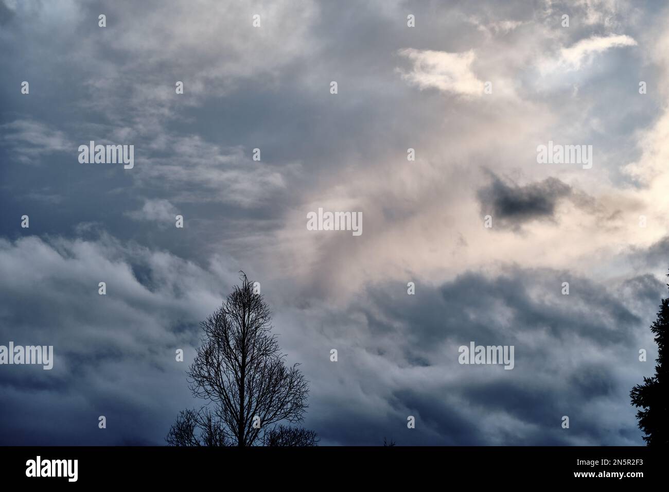 Sommet de l'arbre nu avec fond de nuages de tempête. La lumière traverse un nuage qui ressemble à un visage. Banque D'Images