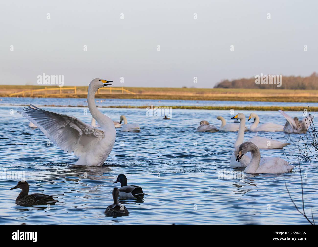 Prêt pour le décollage . Un Whooper Swan (Cygnus cygnus) inhabituel debout , qui s'étend sur ses ailes dans les zones humides de Norfolk, Royaume-Uni Banque D'Images