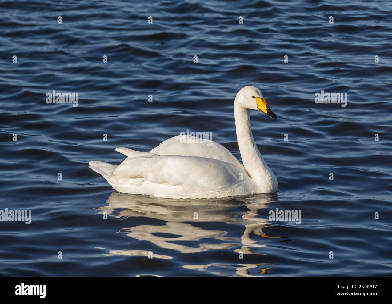 Un Cygne de Whooper (Cygnus cygnus) montrant la coloration caractéristique de bec différente d'un Cygne muet. Flottant au soleil dans les zones humides de Norfolk, Royaume-Uni Banque D'Images