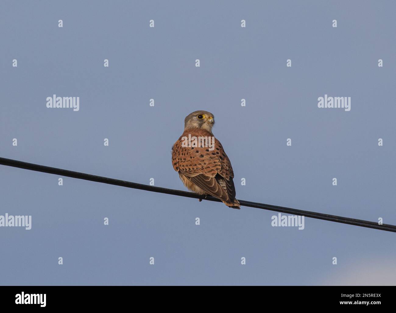 Un mâle Kestrel ( Falco tinnunculus ) utilisant le fil téléphonique comme poste de recherche tout en chasse pour la nourriture. Norfolk, Royaume-Uni Banque D'Images