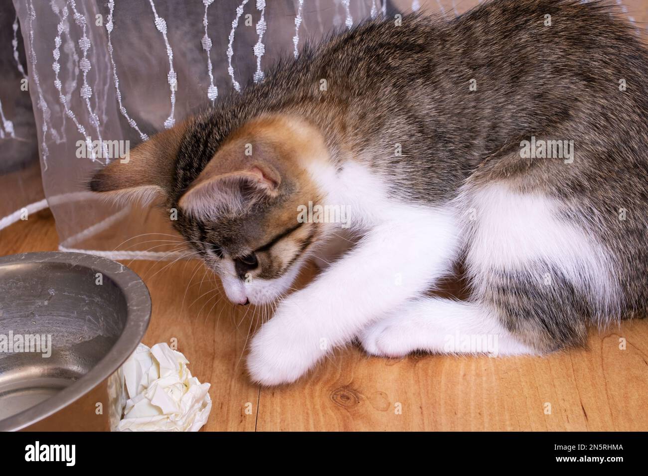 Un petit chaton gris est assis près d'un bol Photo Stock - Alamy