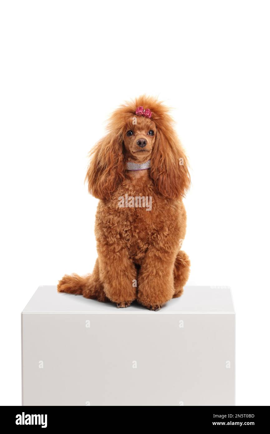 Chien en forme de coolé rouge avec un collier en losange placé sur un piédestal blanc isolé sur fond blanc Banque D'Images