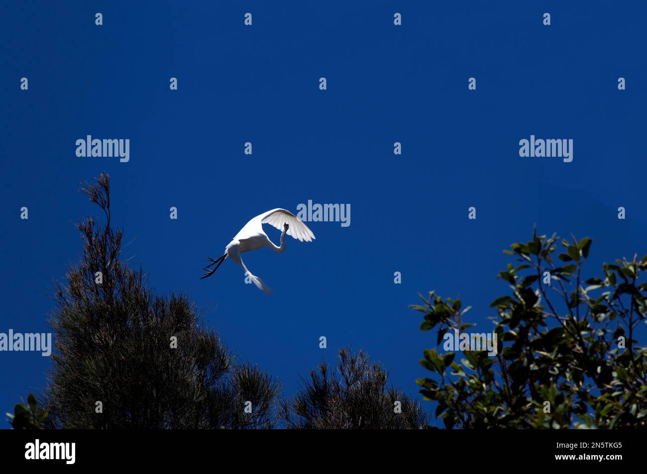 Egret (Ardea alba) en vol à Sydney, Nouvelle-Galles du Sud, Australie (photo de Tara Chand Malhotra) Banque D'Images