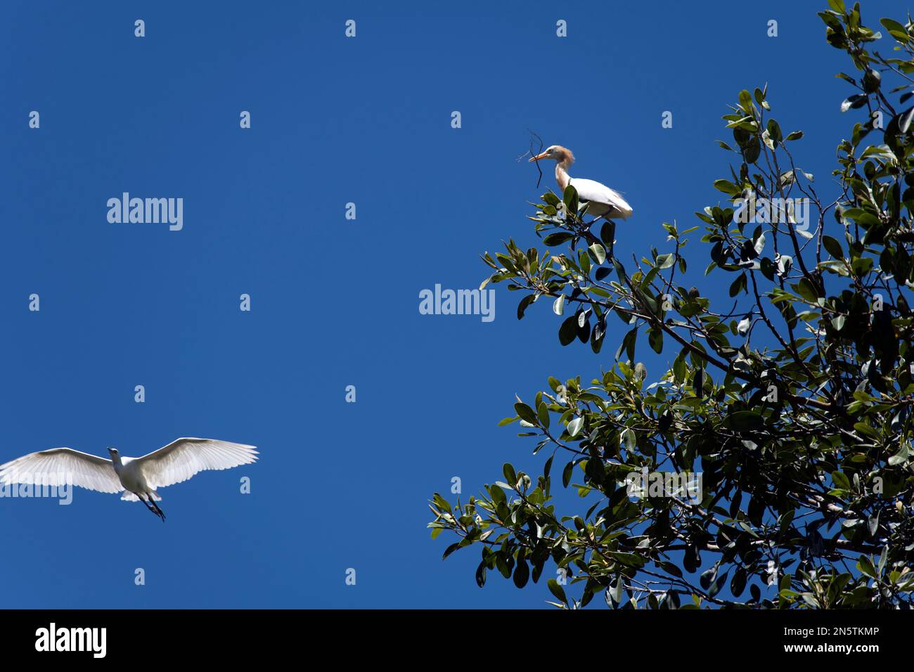 Egret (Ardea alba) en vol à Sydney, Nouvelle-Galles du Sud, Australie (photo de Tara Chand Malhotra) Banque D'Images