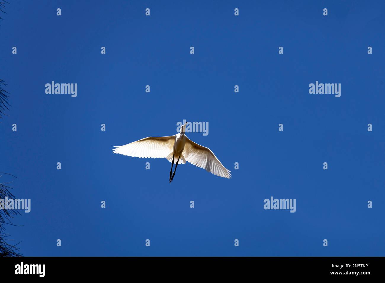 Egret (Ardea alba) en vol à Sydney, Nouvelle-Galles du Sud, Australie (photo de Tara Chand Malhotra) Banque D'Images