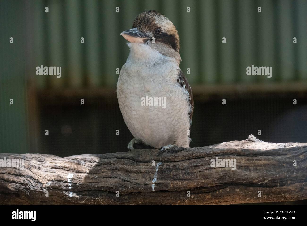 Rire de Kookaburra (Dacelo novaeguineae) dans un parc animalier de Sydney, Nouvelle-Galles du Sud, Australie (photo de Tara Chand Malhotra) Banque D'Images