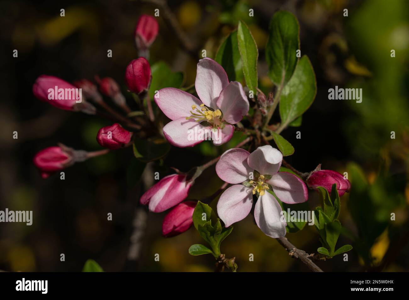 Foyer sélectif de belles branches de fleurs de cerisier roses sur l'arbre, belles fleurs de Sakura pendant la saison de printemps dans le parc, Flora pattern te Banque D'Images