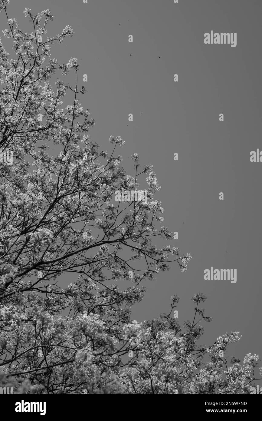 Photo en noir et blanc des cerisiers en fleurs dans le parc, de bas en haut de la diagonale Banque D'Images