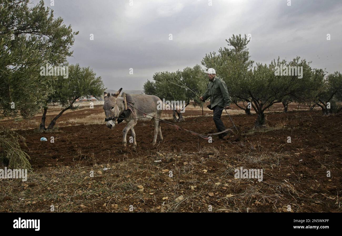 A Palestinian farmer uses a donkey to plow an olive field in the village of Azmut on the outskirts of the West Bank city of Nablus, Monday, Dec. 30, 2013. (AP Photo /Nasser Ishtayeh) Banque D'Images