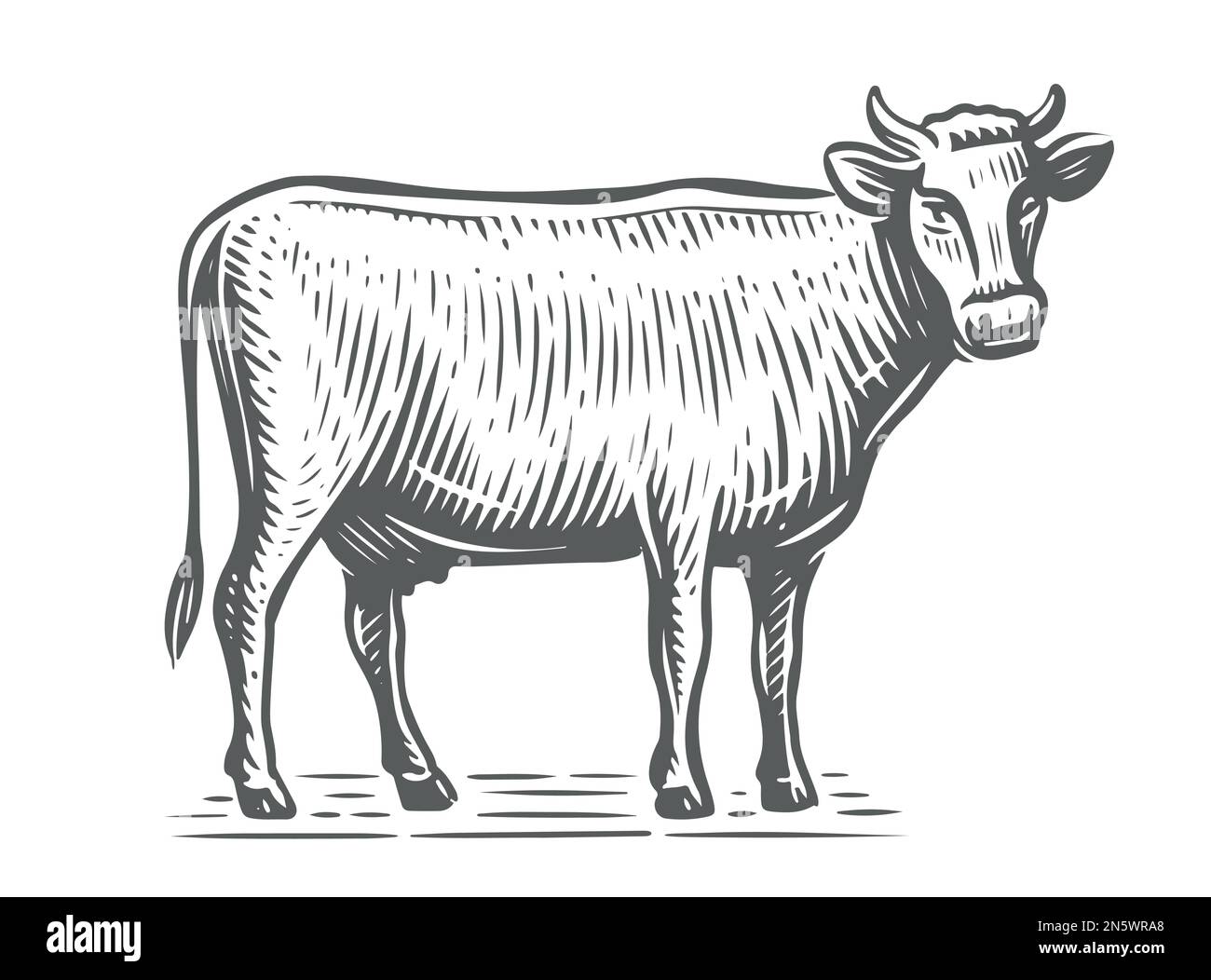 Animal de ferme. Croquis de vache laitière. Vache tirée à la main, debout sur toute la longueur devant un arrière-plan blanc. Illustration vectorielle Illustration de Vecteur