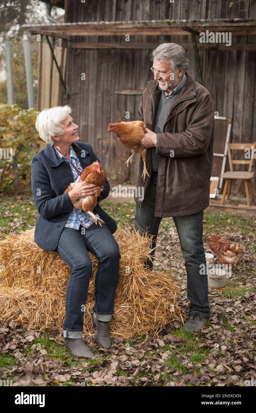 Couple mature tenant des oiseaux de poulet dans la ferme, Bavière, Allemagne Banque D'Images
