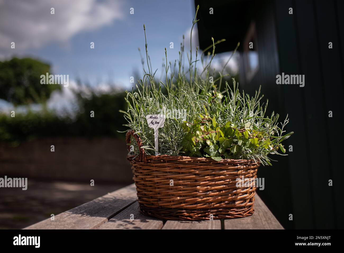 jardiner les herbes dans le panier Banque D'Images