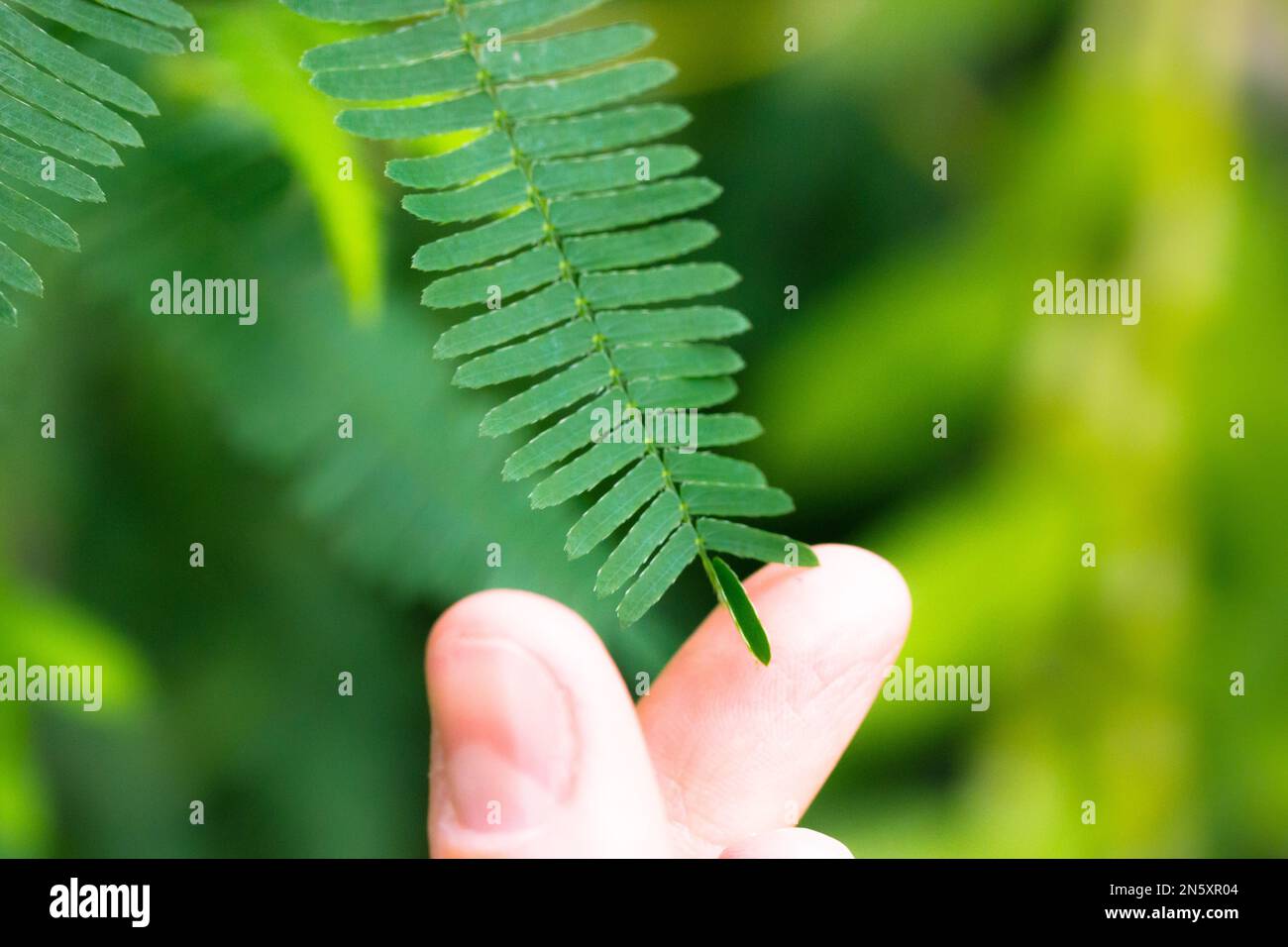 Toucher les feuilles vertes de Mimosa pudica par les doigts de la main humaine provoquant la fermeture de la feuille. Plante timide appelée sensible, somnolent, plante d'action, toucher-me-pas, honte Banque D'Images