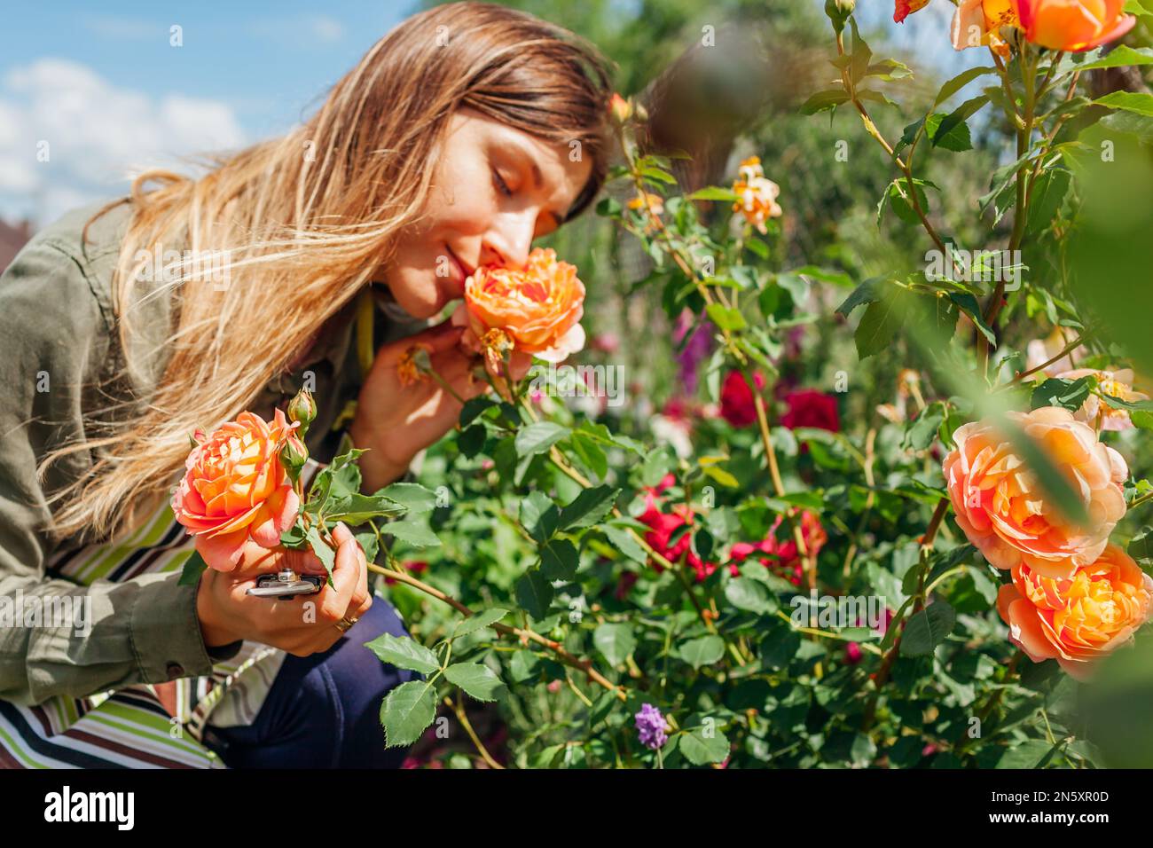 Orange Lady of Shalott rose floraison dans le jardin d'été. Le jardinier sent la fleur de l'élagage de l'arbuste. Austin english roses fleurs. Passe-temps extérieur Banque D'Images