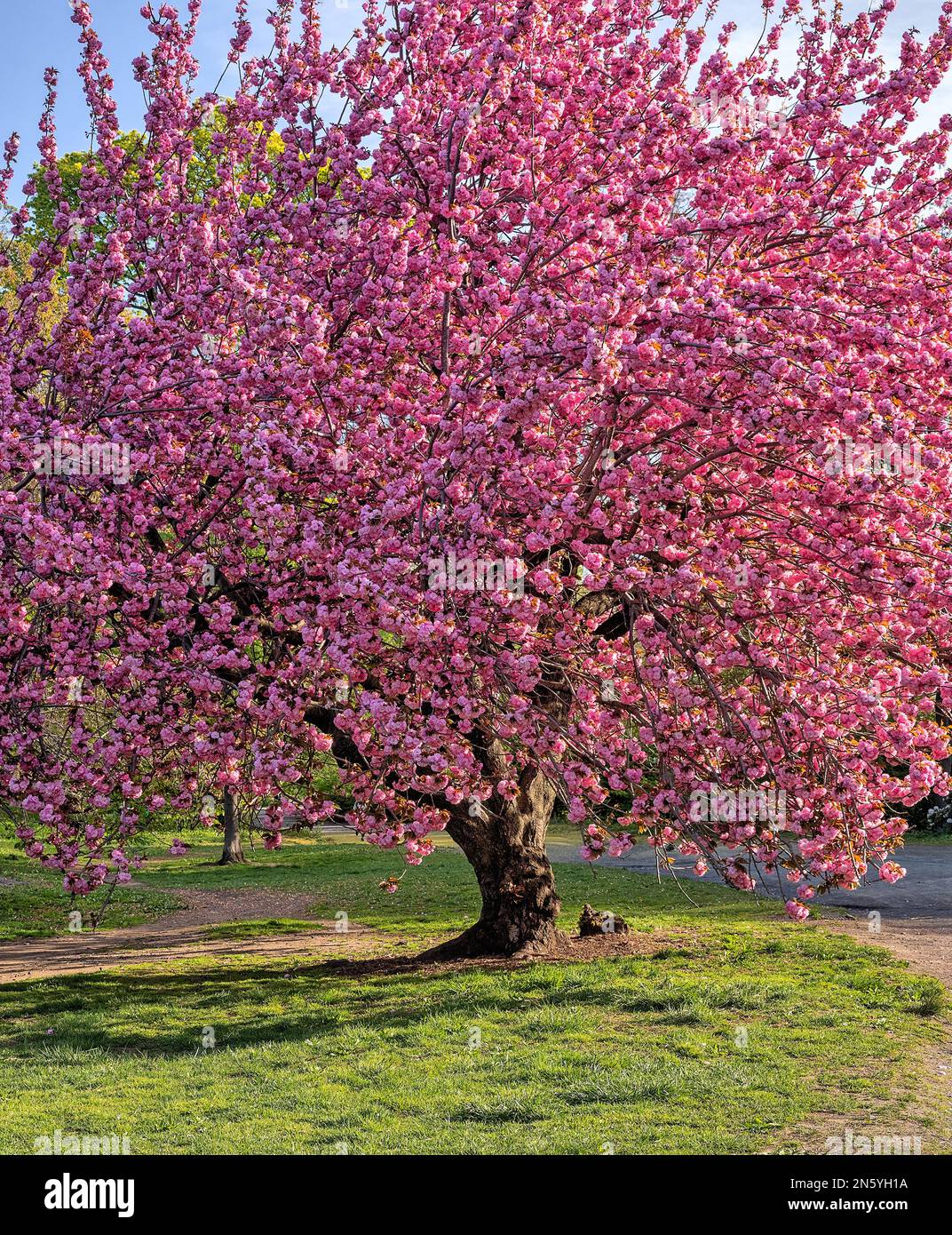 Printemps à Central Park, New York, cerisier japonais ; Banque D'Images