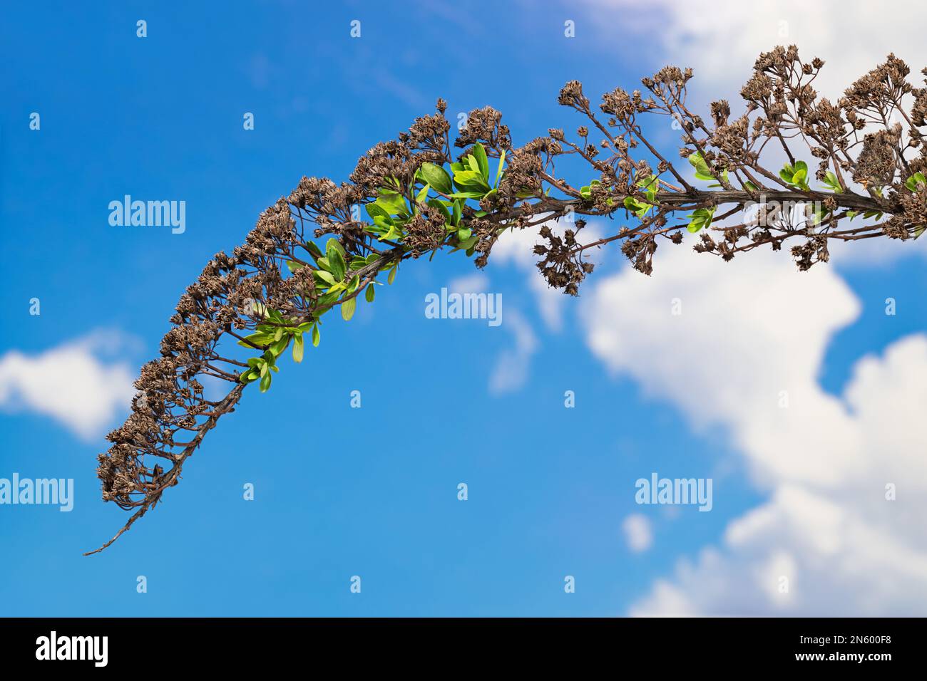 Brindilles printanières avec de vieilles inflorescences sèches et de nouvelles feuilles de germage. Spiraea. Contraste de la croissance verte fraîche et des fruits flétris sur un ciel bleu. Banque D'Images
