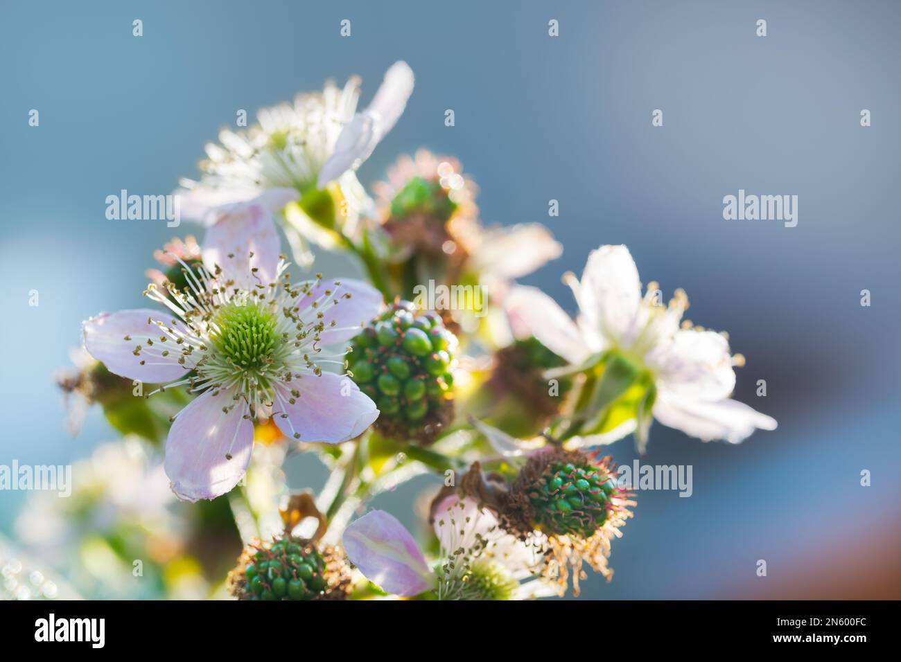 Belle brindille fleurie avec baies non mûres sur fond bleu ciel. Rubus fruticosus. Fleur rose, fleurs blanches ou mûres vertes en croissance. Banque D'Images