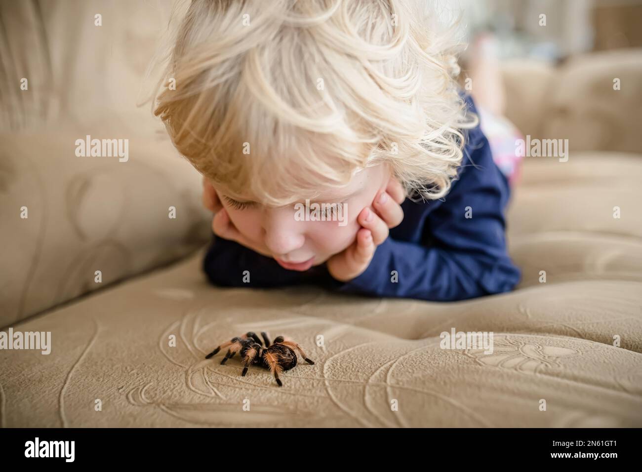 L'enfant regarde curieusement l'énorme araignée tarantula rampant sur le canapé. La fille étudie un animal sauvage à la maison. Banque D'Images