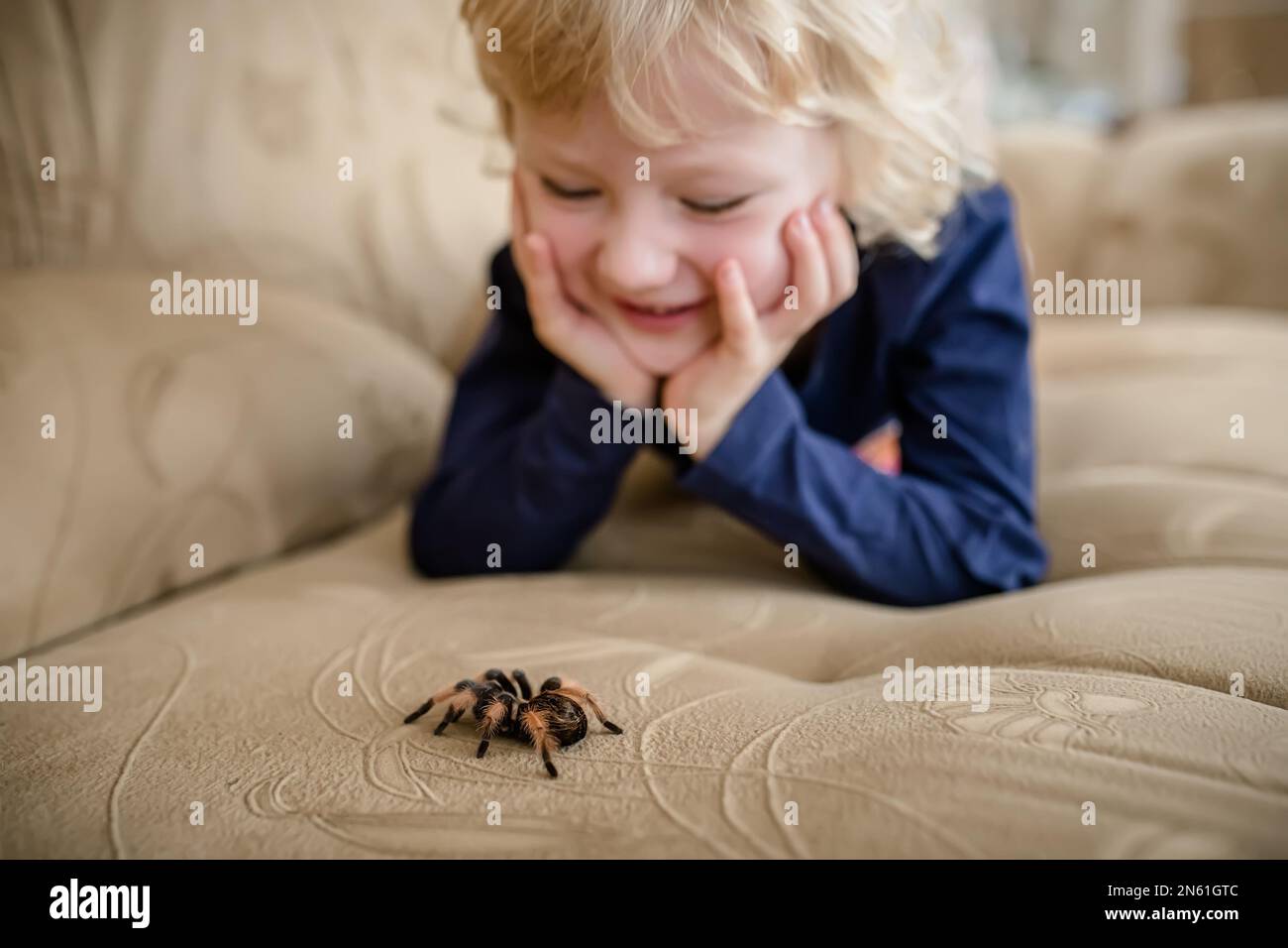 Une petite fille sans arachnophobie joue avec une araignée tarantula à la maison sur le canapé Banque D'Images