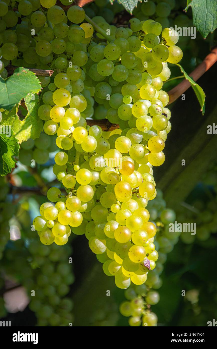 Cépages à vin blanc à Scena - Schenna, Tyrol du Sud, Südtirol, Trentin-Haut-Adige, Italie Banque D'Images