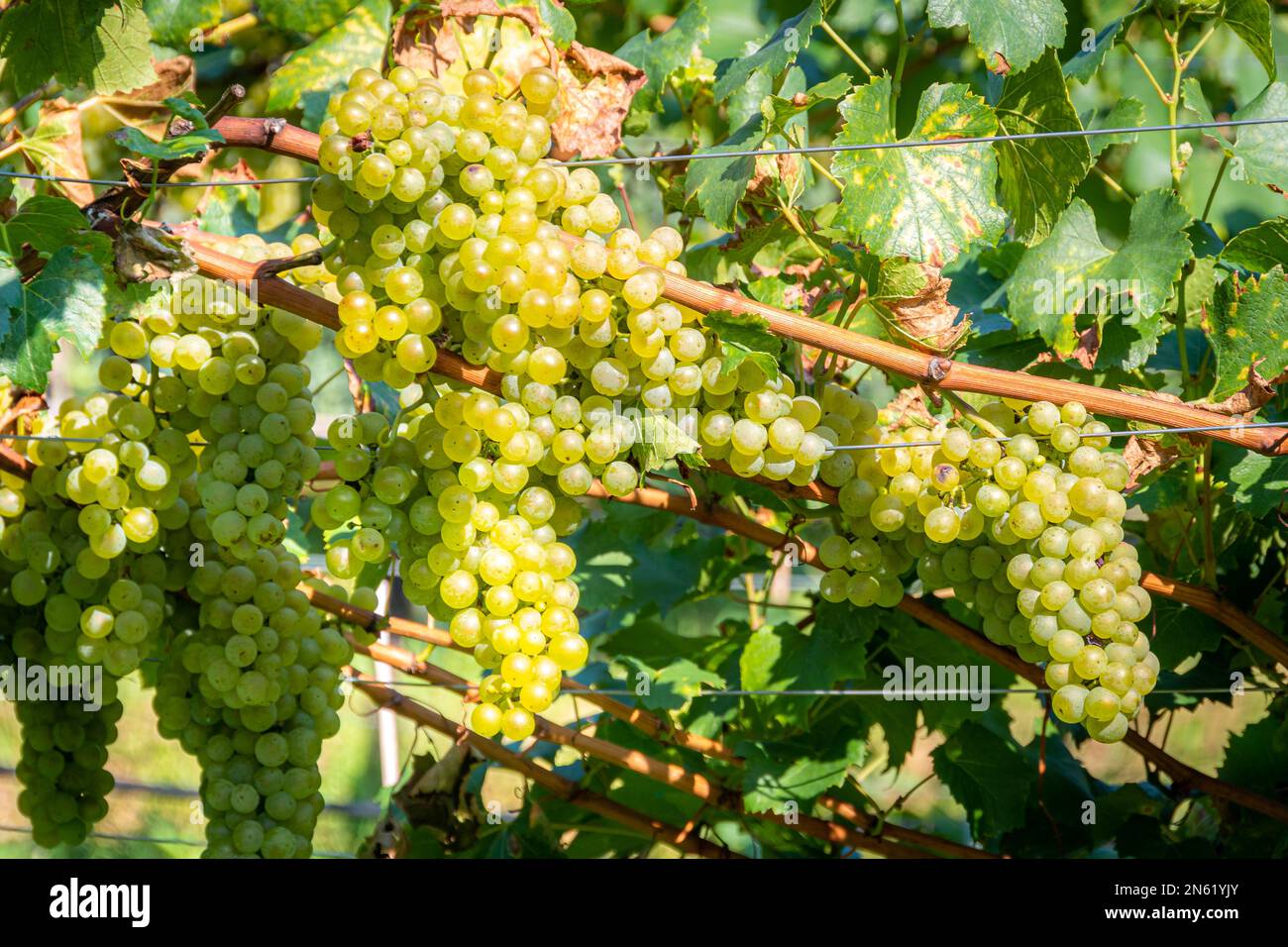 Cépages à vin blanc à Scena - Schenna, Tyrol du Sud, Südtirol, Trentin-Haut-Adige, Italie Banque D'Images