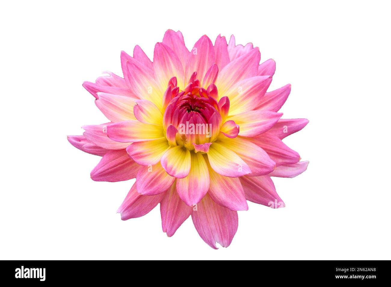 Belle plante de fleur de Dahlia rose isolée Banque D'Images