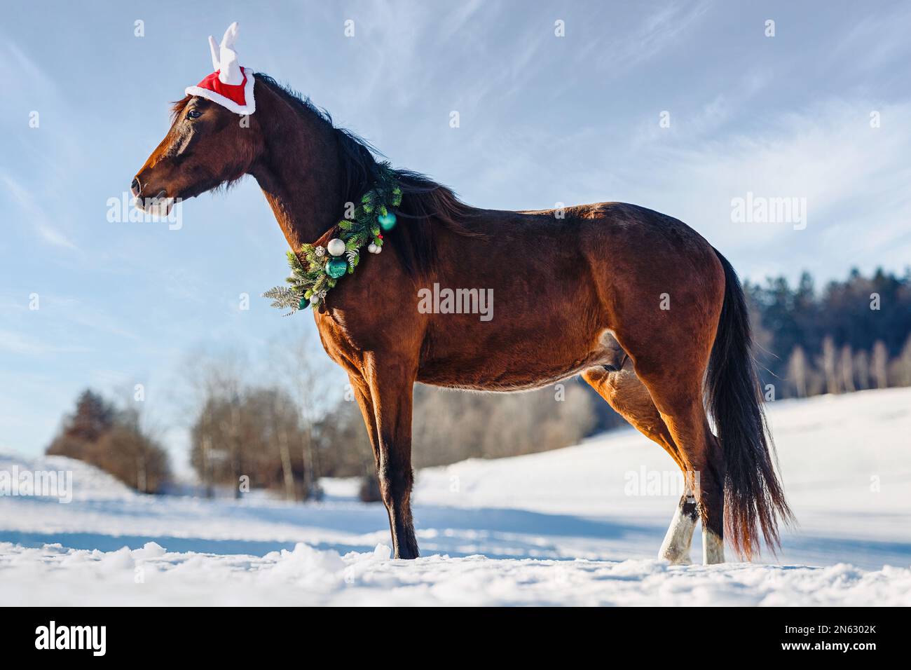 Portrait d'un cheval arabe x berbère brun de baie portant une couronne de noël et un chapeau de bois en face d'un paysage d'hiver rural enneigé en plein air Banque D'Images